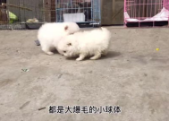 小姐姐博美犬,小姐姐的博美犬魅力瞬间