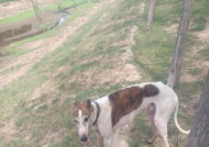 灵提狗,探寻神秘犬种背后的传奇故事
