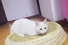 懒猪小姐姐,揭秘懒人生活的独特魅力