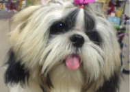 西施犬,中国古韵与现代宠物的完美融合