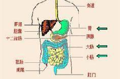 消化系统由什么组成,结构组成与功能解析