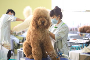 宠物美容学校学费,不同级别、地区与学校的费用差异